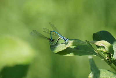 Close-up of insect on leaf