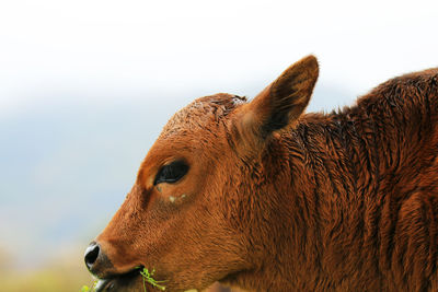 A close-up of a calf's head grazing in a field