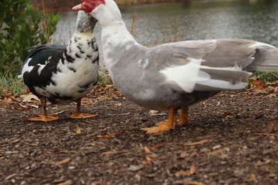 Close-up of ducks on field