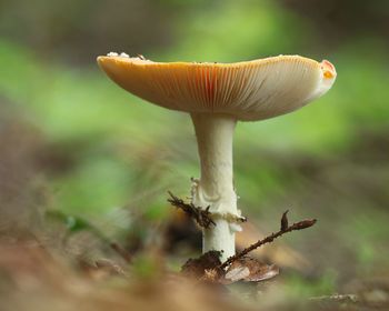 Close-up of fly agaric mushroom