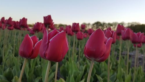 Close-up of red tulip flowers on field