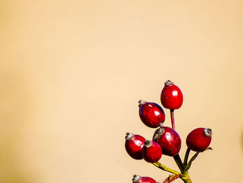 Close-up of red cherries on tree against white background