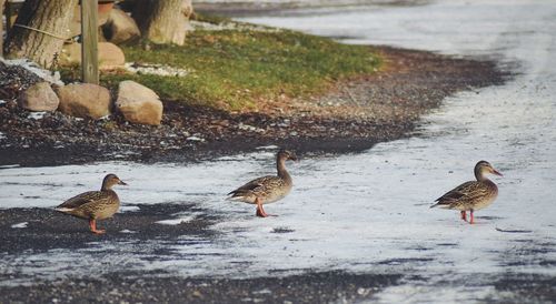 Ducks in lake