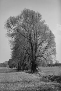 Bare tree on field against sky