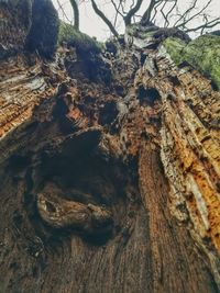 Close-up of tree trunk
