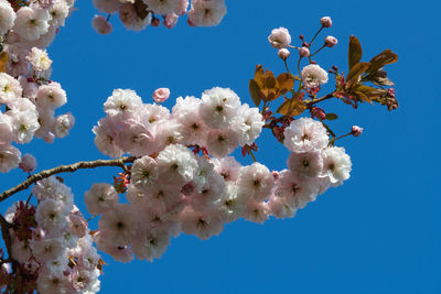 Pretty pink blossom against blue sky background