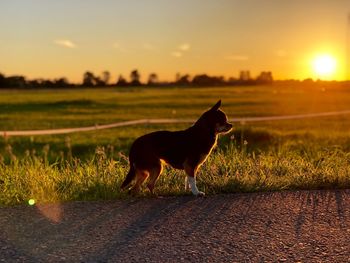 Dog standing on field during sunset