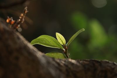 Close-up of fresh green leaves