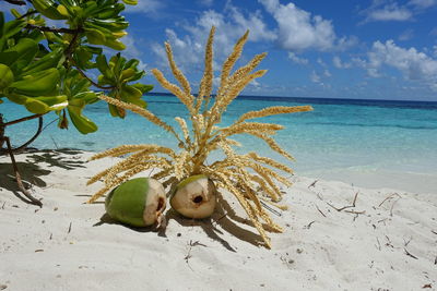 Close-up of plant on beach against sky