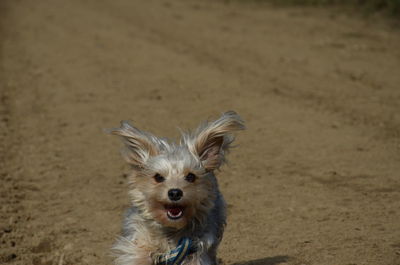 Close-up of dog on sand