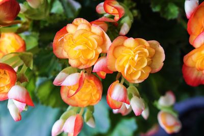 Close-up of flowers blooming outdoors