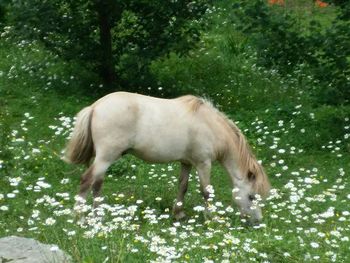 Dog standing on grass