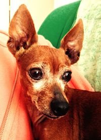 Close-up portrait of dog at home