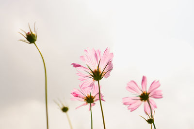Close-up of pink cosmos flowers blooming outdoors