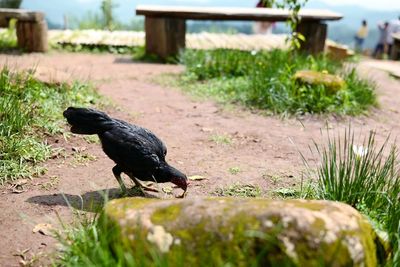 Black bird on a field