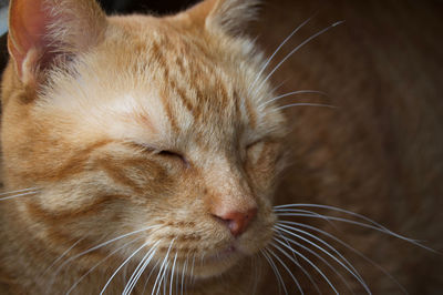 Close-up of a sleeping cat