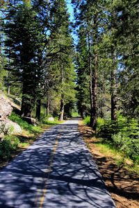 Road amidst trees in forest