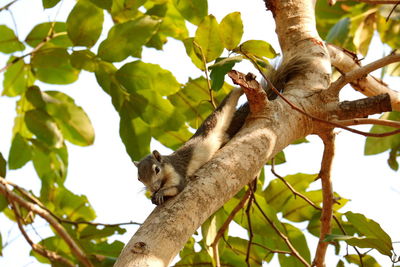 Low angle view of a tree