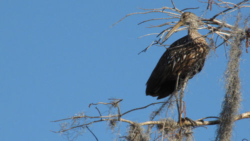 Low angle view of bird perching on bare tree against sky