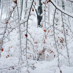 Full frame shot of snow covered trees