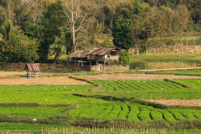 Farmer's huts on the roadside next to cultivated area.