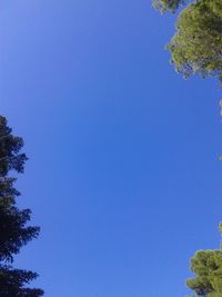 Low angle view of tree against blue sky