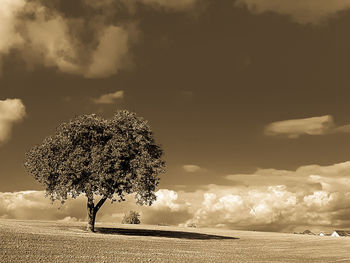 Tree on field against sky