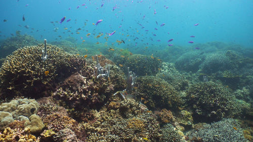 coral reef