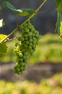 Vineyards in the douro river, alto douro wine valley