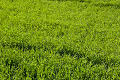 Full frame shot of grassy field