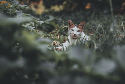 Portrait of a cat hiding in the grass