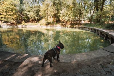 Dog in the park by the lake