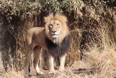 Lion on grass