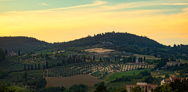 Tuscany hills rural countryside landscape, cypress passages and vineyard. wheat, olives cultivation.
