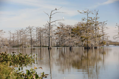 Plants by lake against sky