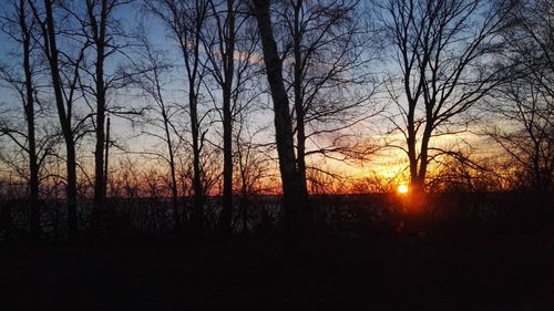 Silhouette of trees at sunset