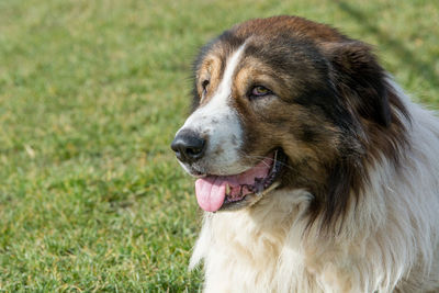 Close-up of dog