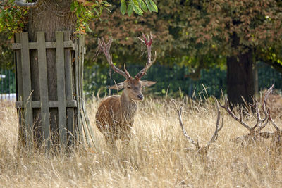 Deer in a field