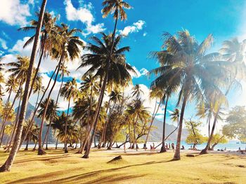 Palm trees on beach against sky