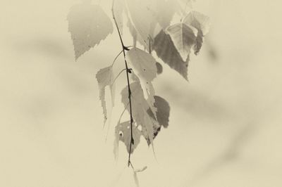 Close-up of wilted plant against sky