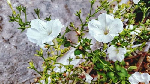 Close-up of white flowers blooming outdoors