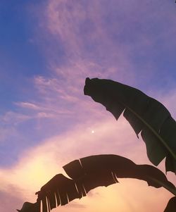 Low angle view of silhouette leaf against sky during sunset