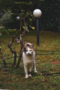 Cat in the garden