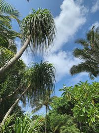 Low angle view of palm trees against sky