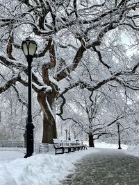 Bare trees on snow covered field