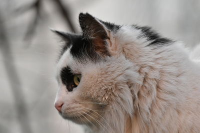 Close-up of cat looking away