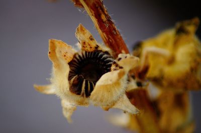 Close-up of yellow flowering plant