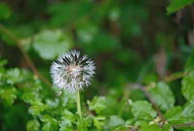 Close-up of dandelion on plant