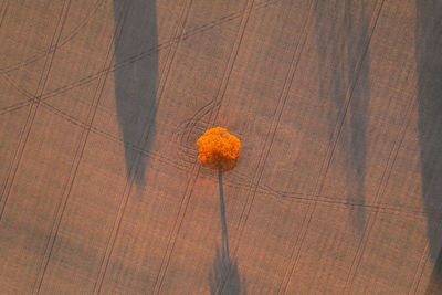 High angle view of white flower on hardwood floor