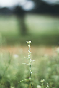 Close-up of plant growing on field